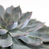 Echeveria Peacockii Sukulent Kaktüs Çiçek Antalya - 2