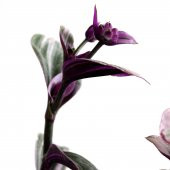 Telgraf Çiçeği Tradescantia Zebrina Mor Etli Bitki - 2