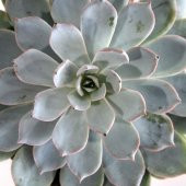 Echeveria Peacockii Sukulent Kaktüs Çiçek Antalya - 3
