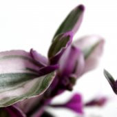 Telgraf Çiçeği Tradescantia Zebrina Mor Etli Bitki - 3