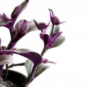 Telgraf Çiçeği Tradescantia Zebrina Mor Etli Bitki - 4
