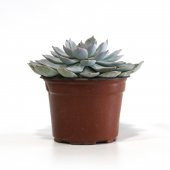 Echeveria Peacockii Sukulent Kaktüs Çiçek Antalya - 4