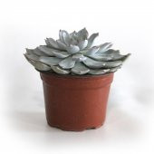Echeveria Peacockii Sukulent Kaktüs Çiçek Antalya - 5