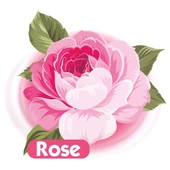 Baby Turco Gül Kokulu Islak Bebek Havlusu 24x90 Adet - 3