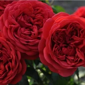 Tüplü Katmerli Out Of Rosenheim Yediveren Gül Fidanı thumbnail 2