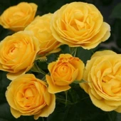 Tüplü Kordes Rosen Yediveren Katmerli Sunbeam Sarı Renkli Yediveren Gül Fidanı - 1