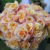 TÜplü Yediveren Oh Happy Day Kokulu Gül Fidanı thumbnail 2