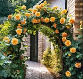 Tüplü Yediveren Kokulu Kayısı Tonlarında Aloha Rose Sarmaşık Gül Fidan thumbnail 1