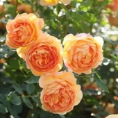 Tüplü Yediveren Kokulu Kayısı Tonlarında Aloha Rose Sarmaşık Gül Fidan thumbnail 2