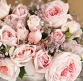 Tüplü Koleksiyonluk Hyrid Tea Katmerli Marchenzauber Yediveren Gül Fidanı thumbnail 1