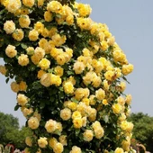 Tüplü Yediveren Golden Gate Sarı Kokulu Sarmaşık Gül Fidanı (120-160 cm) thumbnail 1