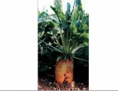 HAYVAN PANCARI-YEMLİK PANCAR TOHUMU 10 GR ORT 300 AD TOHUM - 1