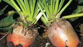 HAYVAN PANCARI-YEMLİK PANCAR TOHUMU 10 GR ORT 300 AD TOHUM - 3