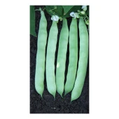 YERLİ OTURAK ŞEKER FASULYE TOHUMU 100 GR thumbnail 1