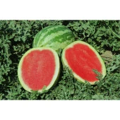 Yerli Karpuz  Tohumu - 10 Gr (Ort 100 Ad Tohum) - 1