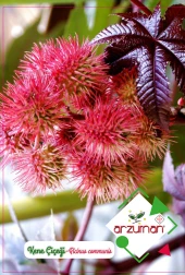 KENE ÇİÇEĞİ 5 ADET TOHUM - 1