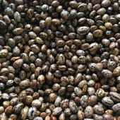 YERLİ UZUN-ENLİ ERKEN SIRIK FASULYE TOHUMU 100 GR (ALACALI) thumbnail 1