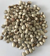 YERLİ AYŞE KADIN SIRIK FASULYE TOHUMU 100 GR (KAHVE ÇİZGİLİ BEYAZ) - 2