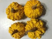 YERLİ YUVARLAK TIRTIKLI SÜS KABAĞI TOHUMU 10 ADET TOHUM thumbnail 2