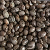 YERLİ FERASETSİZ YÜKSEK VERİMLİ SIRIK FASULYE TOHUMU 100 GR thumbnail 1