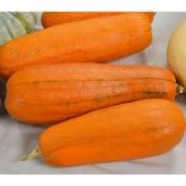 Yerli Bal Kabağı Tohumu (Uzun) 25 Ad Tohum - 1