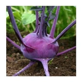 Yerli Mor Alabaş Tohumu 5 Gr Ort 1000 Ad Tohum thumbnail 1