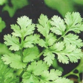 YERLİ AŞ OTU (KİŞNİŞ - KİNZİ) TOHUMU 100 GR ORT 12000 AD TOHUM thumbnail 2