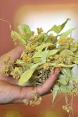 Ihlamur 1 kg (1000 gr) -  ( Doğal Kurutulmuş, Elenmiş, Katkısız ) - 2