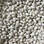 YERLİ OTURAK ŞEKER FASULYE TOHUMU 500 GR thumbnail 1