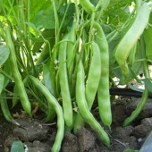 YERLİ OTURAK ŞEKER FASULYE TOHUMU 500 GR thumbnail 2