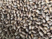 YERLİ UZUN ENLİ GEÇÇİ TURŞULUK SIRIK FASULYE TOHUMU 500 GR (ALACALI) thumbnail 2