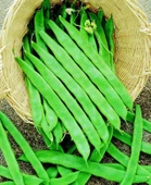 YERLİ PEROLAR UZUN-ENLİ ERKENCİ SIRIK FASULYE TOHUMU 500 GR thumbnail 2