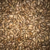 YERLİ PEROLAR UZUN-ENLİ ERKENCİ SIRIK FASULYE TOHUMU 500 GR thumbnail 1