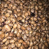 YERLİ UZUN-ENLİ ERKEN SIRIK FASULYE TOHUMU 500 GR (ALACALI) thumbnail 1