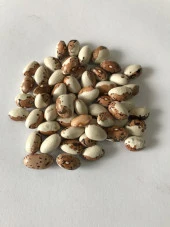 YERLİ AYŞE KADIN SIRIK FASULYE TOHUMU 500 GR (KAHVE ÇİZGİLİ BEYAZ) - 2