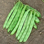 YERLİ SARIKIZ ERKEN OTURAK FASULYE TOHUMU 500 GR thumbnail 3