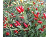 BİBER TOHUMU BURBİYE (SÜS BİBERİ OVAL ACI) 25 GR ORT 3000 ADET thumbnail 2