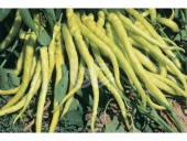 BİBER TOHUMU YALOVA ÇORBACI 12 (SARI SİVRİ) 25 GR ORT 3000 AD - 2