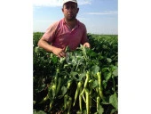 BİBER TOHUMU YALOVA ÇARLİSTON (25 GR 3000 ADET TOHUM) - 2