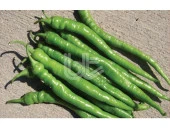 BİBER TOHUMU DEMRE SİVRİSİ (25 GR 3000 ADET TOHUM) thumbnail 2