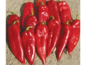 BİBER TOHUMU BURSA YAĞLIK (25 GR ORT 3000 ADET TOHUM) thumbnail 2