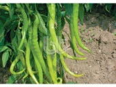 BİBER TOHUMU İNCE SİVRİ KIL ACI (25 GR 3000 ADET TOHUM) thumbnail 2