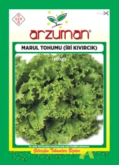 İRİ KIVIRCIK MARUL TOHUMU 10 GR ORT 7500 AD TOHUM - 1