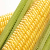 SÜT MISIR TOHUMU F1 50 GR - 1