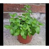 Mentha Nane Fidanı Fidesi 1 Adet 10-20 cm thumbnail 2