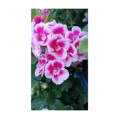 Ultra Pembe Beyaz Sardunya Çiçeği Fidesi 10-20 cm - 1