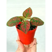 Fittonia Hostes Çiçeği Fidanı Çilli Kırmızı 10-20 cm thumbnail 2