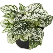 Hostes Çiçeği Hypoestes Çilli Yaprak Çiçeği 3 Adet 10-20 cm thumbnail 4