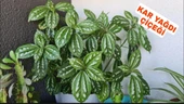 Pilea Cadierei Karyağdı Çiçeği Fidanı  Iç Mekan Bitkisi 10-20 cm - 3