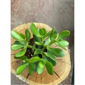 Yerli Üretim Crassula Ovata Para Çiçeği Fidanı 10-20 cm thumbnail 3